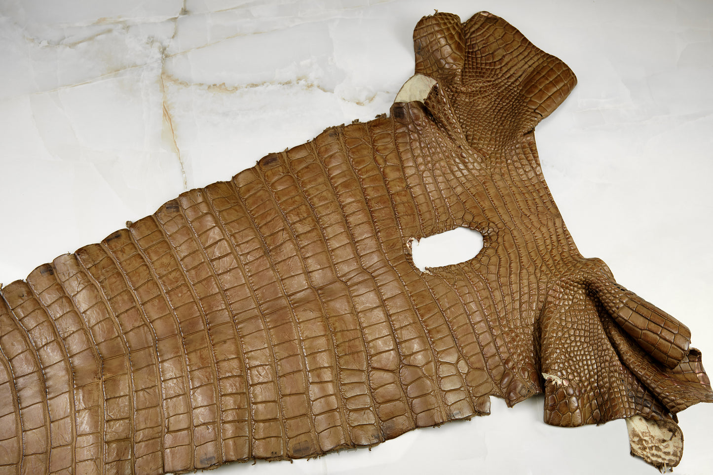 Alligator Peanut Tail with marks