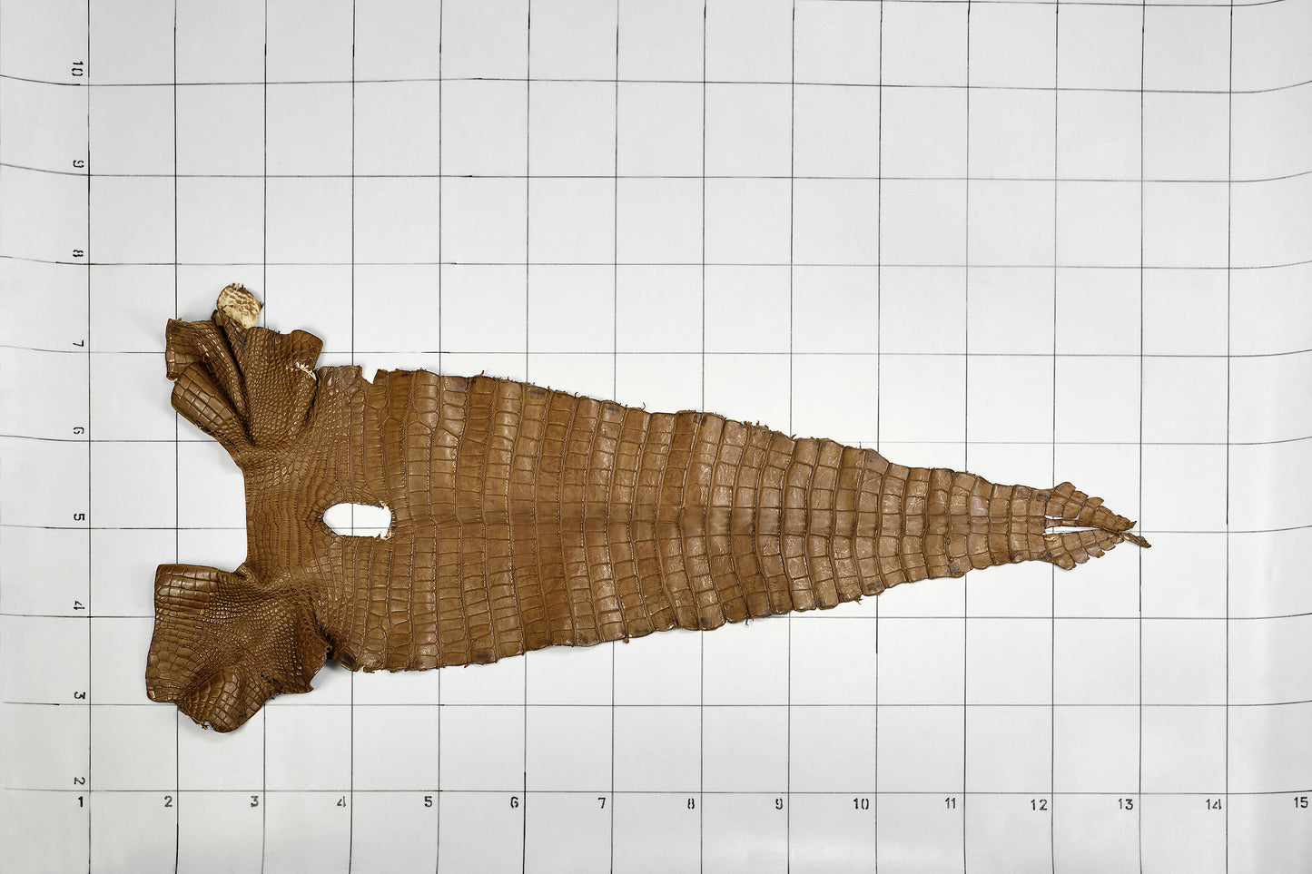 Alligator Peanut Tail with marks