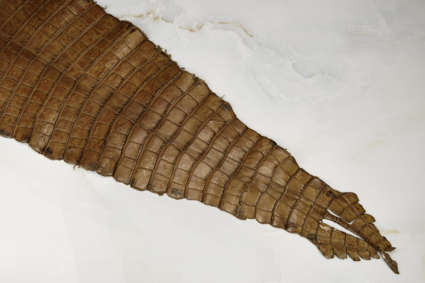Alligator Peanut Tail with marks