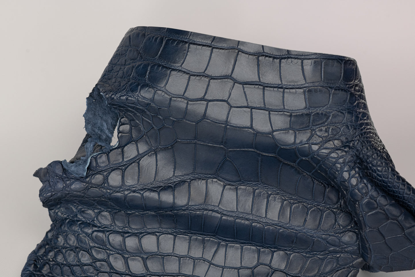 Alligator Navy Blue Head with Shoulder