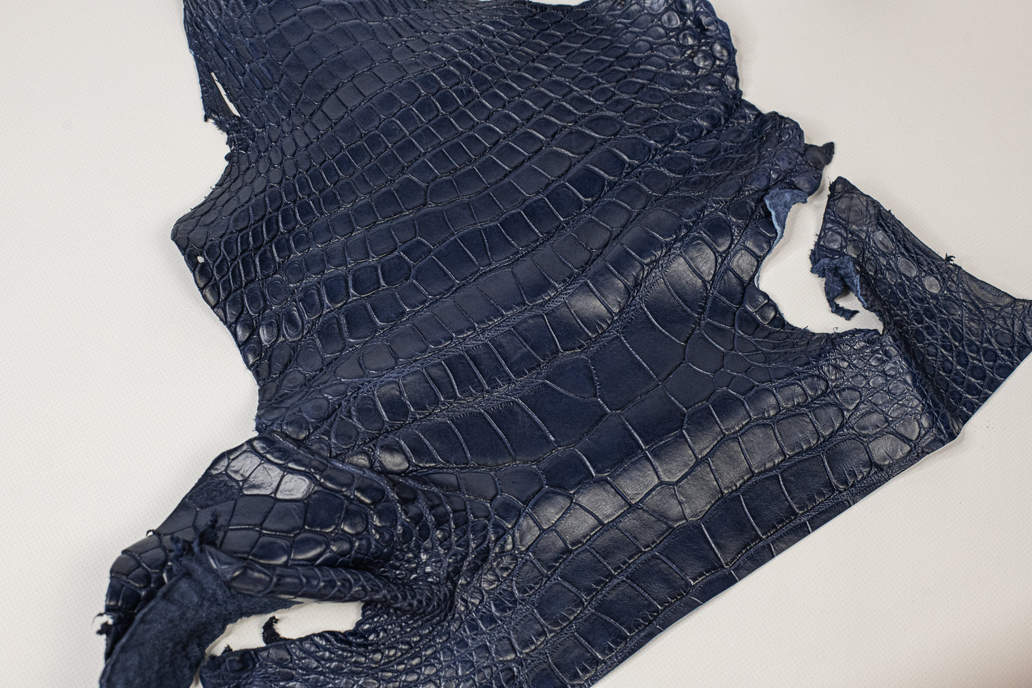 Alligator Navy Blue Head with Shoulder