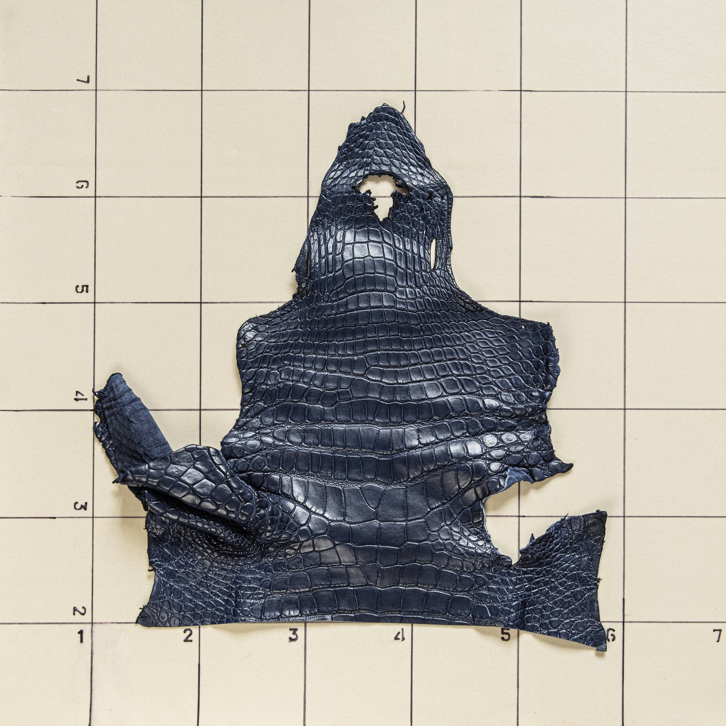 Alligator Navy Blue Head with Shoulder