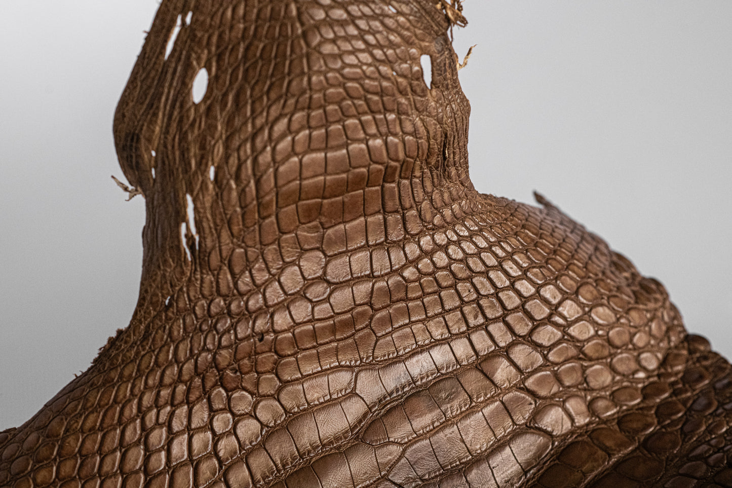 Alligator Pecan Brown Head