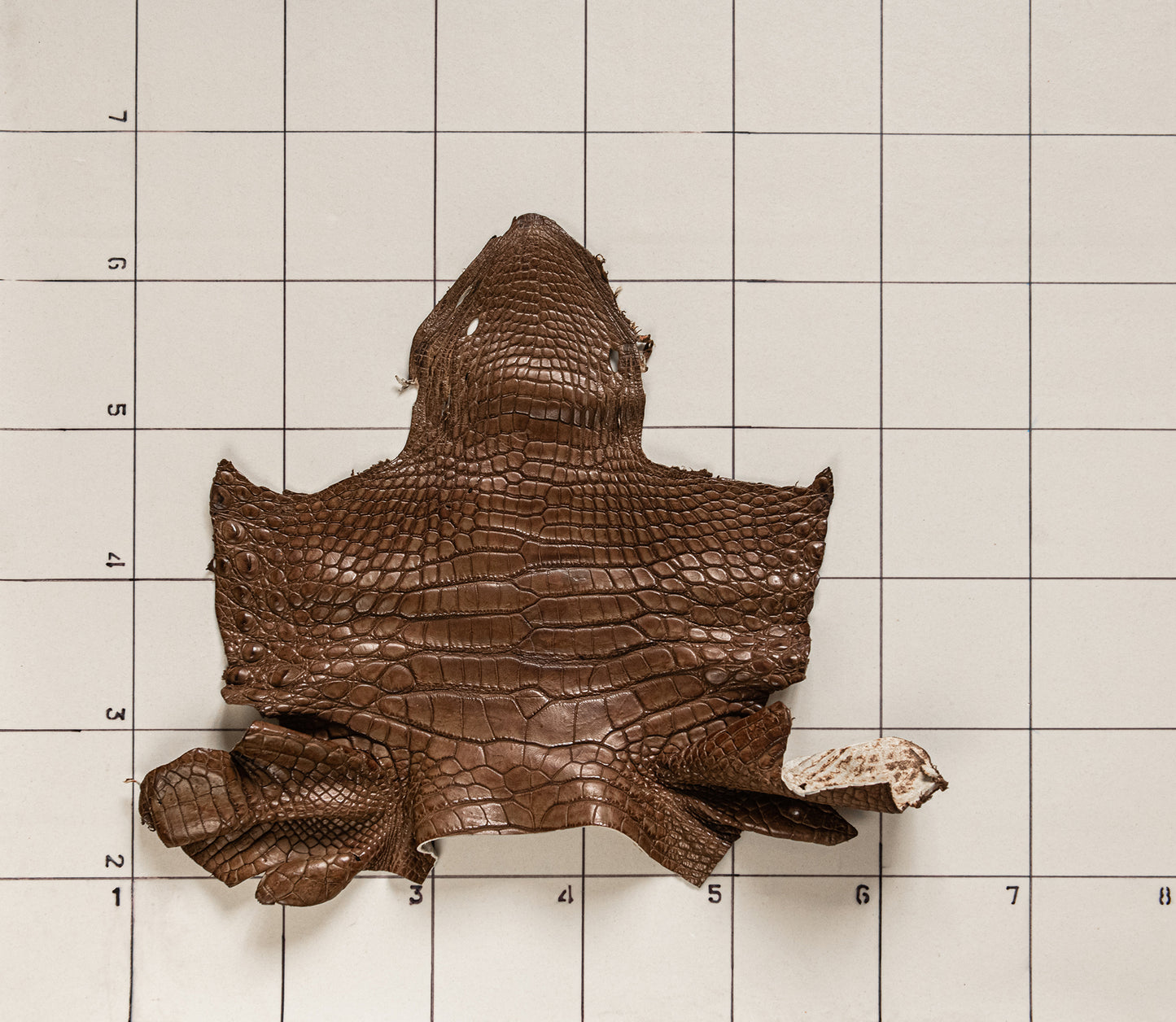 Alligator Pecan Brown Head
