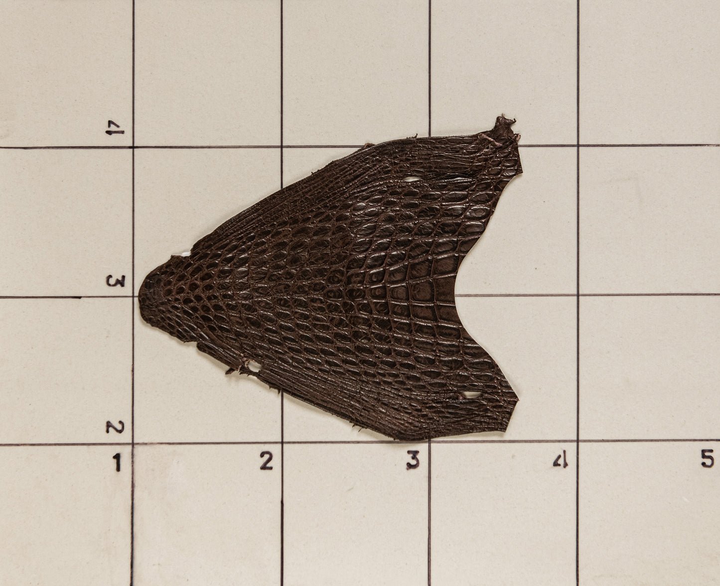 Alligator Head Brown