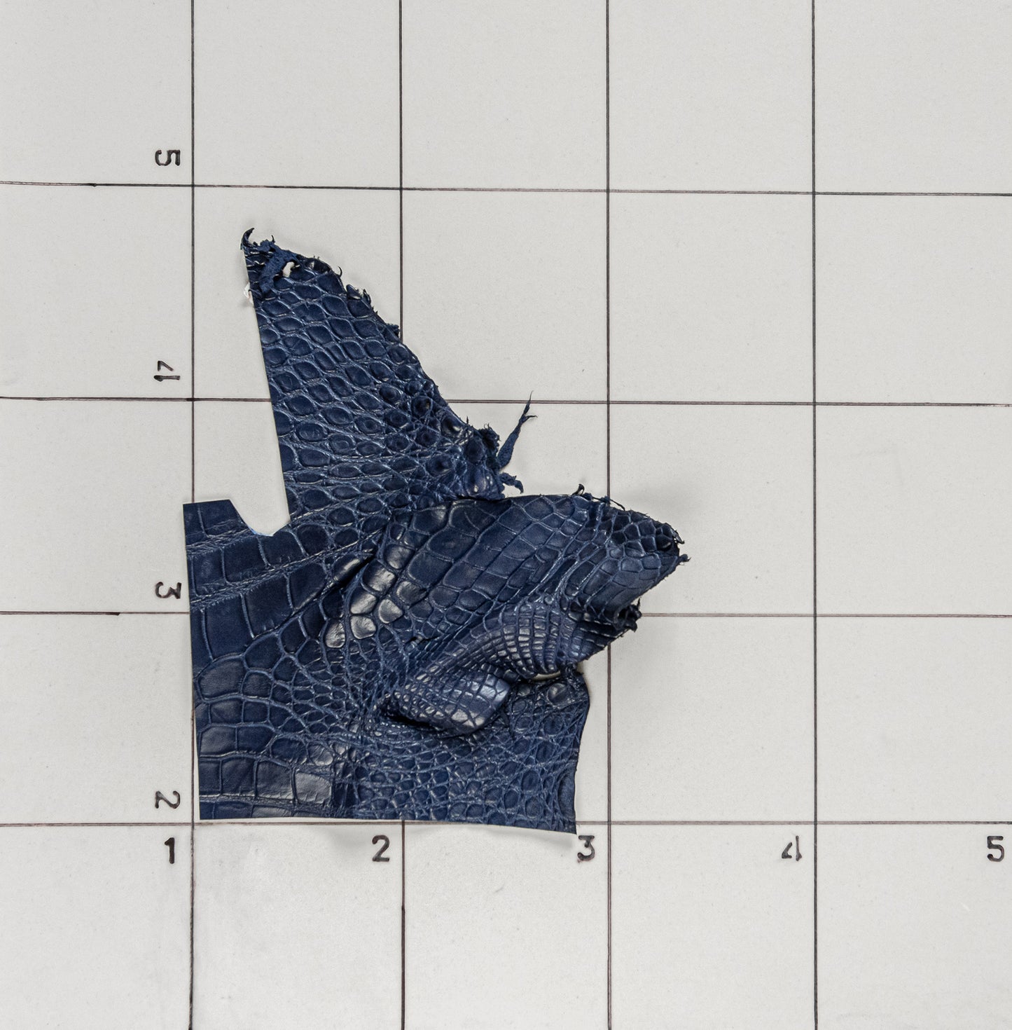 Alligator Navy blue, Legs
