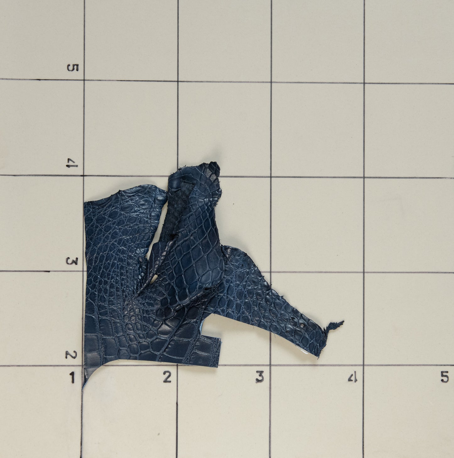 Alligator Navy blue, Legs