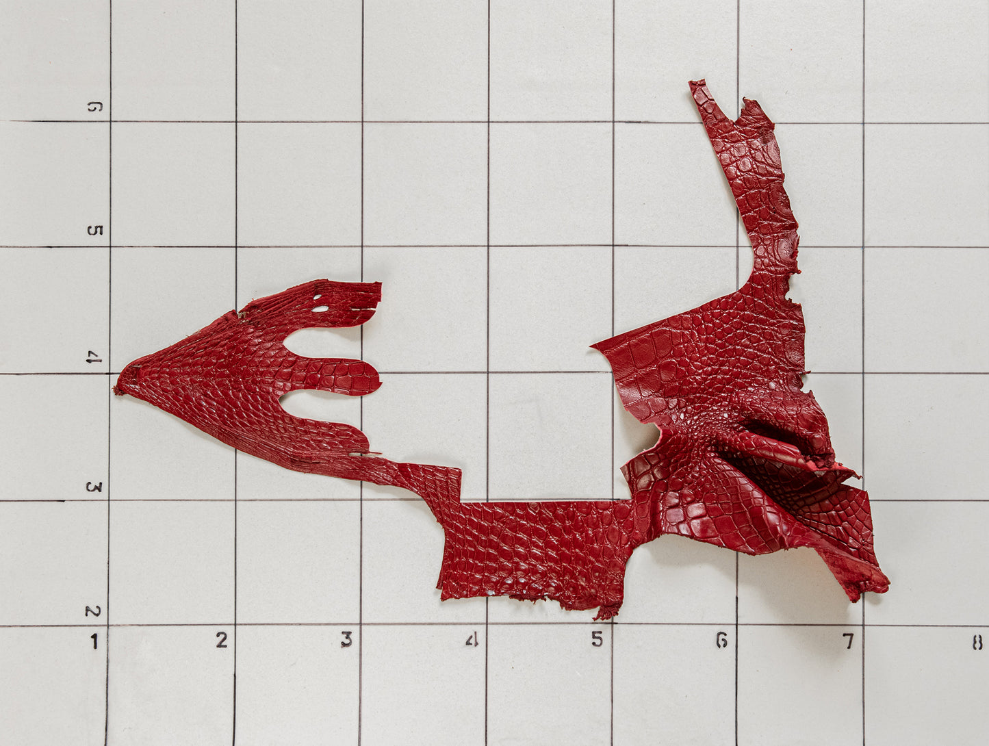 Alligator Red, legs and parts